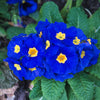 50 MIXED ENGLISH PRIMROSE Primula Vulgaris Acaulis Shade Houseplant Flower Seeds
