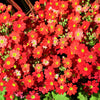 100 CRIMSON FAIRY PRIMROSE Red Primula Malacoides Baby Primrose Shade Houseplant Flower Seeds