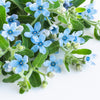 10 TWEEDIA BLUE MILKWEED Southern Star of Argentine Tweedia Caerulea syn. Oxypetalum Flower Vine Seeds