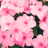 50 MIXED COLORS Dwarf IMPATIENS Walleriana Part Sun or Full Shade Red, White, Pink, Carmine, Scarlet, & Orange Flower Seeds