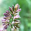 3000 QUICKDRAW ORCHARDGRASS Cat Grass Petgrass Cocksfoot Cool-Season Sun or Shade Dactylis GlomerataPerennial Bunchgrass Quick Draw Grass Seeds