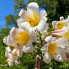 10 REGAL TRUMPET LILY aka Royal / King's Lilium Regale White Pink Yellow Flower Seeds