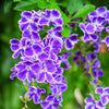 10 GOLDEN DEWDROP Duranta Erecta Repens Golden Foliage Blue Violet Purple White Flower Orange Ornamental Berry Shrub Seeds