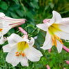 10 REGAL TRUMPET LILY aka Royal / King's Lilium Regale White Pink Yellow Flower Seeds
