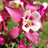 50 ROSE STAR COLUMBINE Aquilegia Caerulea Bicolor Rose Pink & White Flower Seeds