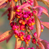 25 EUROPEAN SPINDLE TREE Euonymus Europaeus Spindletree Pink & Orange Flower Shrub Seeds