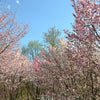 10 Japanese MOUNTAIN CHERRY Hill Cherry Prunus Serrulata Spontanea Pink & White Flowers Red Fruit Tree Seeds