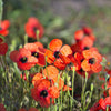 50 Scarlet PRICKLYHEAD POPPY Papaver Argemone Roemeria Long Prickly Poppy Red Black Blue Flower Seeds