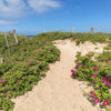 50 Pink BEACH ROSE aka Seaside or Sand Rose, Beach Tomato Rosa Rugosa Huge Red Hips Flower Seeds