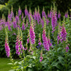 Pink & Purple Mix Foxglove Digitalis Flower Seeds – photo 7