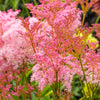 10 QUEEN Of THE PRAIRIE Pink Meadowsweet Filipendula Rubra Flower Seeds
