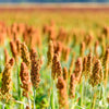 500 BROWNTOP MILLET Urochloa Ramosa Panicum Brachiaria Brown Top Dixie Signalgrass Nurse Cover Forage Wildlife Food Plot Grain Birdseed Erosion Ornamental Grass Seeds