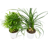 2 Palm Variety Pack / 4" Pots / Live Plant / House Plant