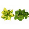 2 Philodendron Variety Pack - 4" Pot