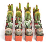 Assorted Mini Cactus Collection