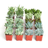 Blue & Green Mini Succulent Collection