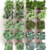 Blue & Green Mini Succulent Collection