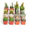 Assorted Mini Succulent & Cactus Collection