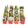 Assorted Mini Succulent & Cactus Collection