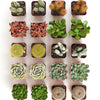 Assorted Mini Succulent & Cactus Collection