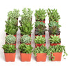 Verde Mini Succulent Collection