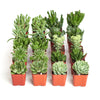 Verde Mini Succulent Collection