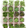Verde Mini Succulent Collection