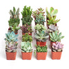Unique Mini Succulent Collection