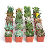Unique Mini Succulent Collection