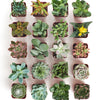 Unique Mini Succulent Collection