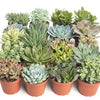 Assorted Medium Succulent Collection