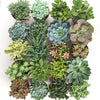 Assorted Medium Succulent Collection