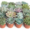 Rosette Medium Succulent Collection