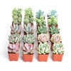 Pastel Mini Succulent Collection