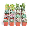 Pastel Mini Succulent Collection