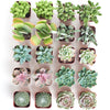 Pastel Mini Succulent Collection