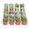 Rosette Succulent Collection