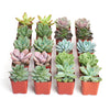 Rosette Succulent Collection