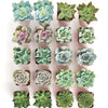 Rosette Succulent Collection
