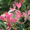 50 Tatarian Asian HONEYSUCKLE Lonicera Tatarica Pink Flower Shrub Bush Seeds