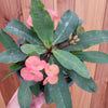 Crown of Thorns - Euphorbia milii