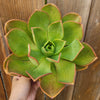 Aeonium nobile