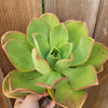Aeonium nobile