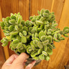 Cotyledon tomentosa Bear's Paw