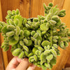 Cotyledon tomentosa Bear's Paw