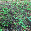Micro Clover Seed