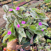 Tradescantia sillamontana 'White Velvet' Wandering Dude