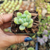 Sedum treleasei