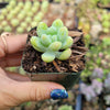 Sedum treleasei
