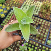 Tradescantia sillamontana 'White Velvet' Wandering Dude
